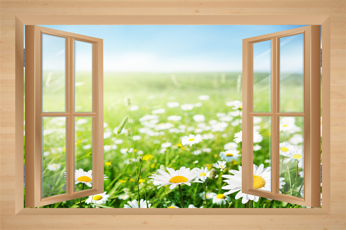 Papier peint vue sur le champ de camomille depuis la fenêtre