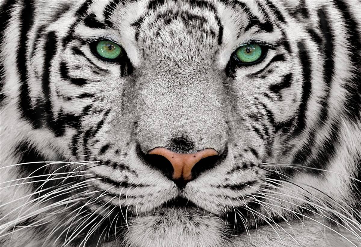 Papier peint image d'un tigre blanc