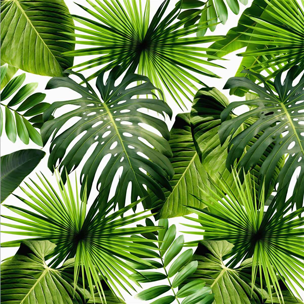 Papier peint monstera et feuilles de bananier sur fond blanc, avec densité