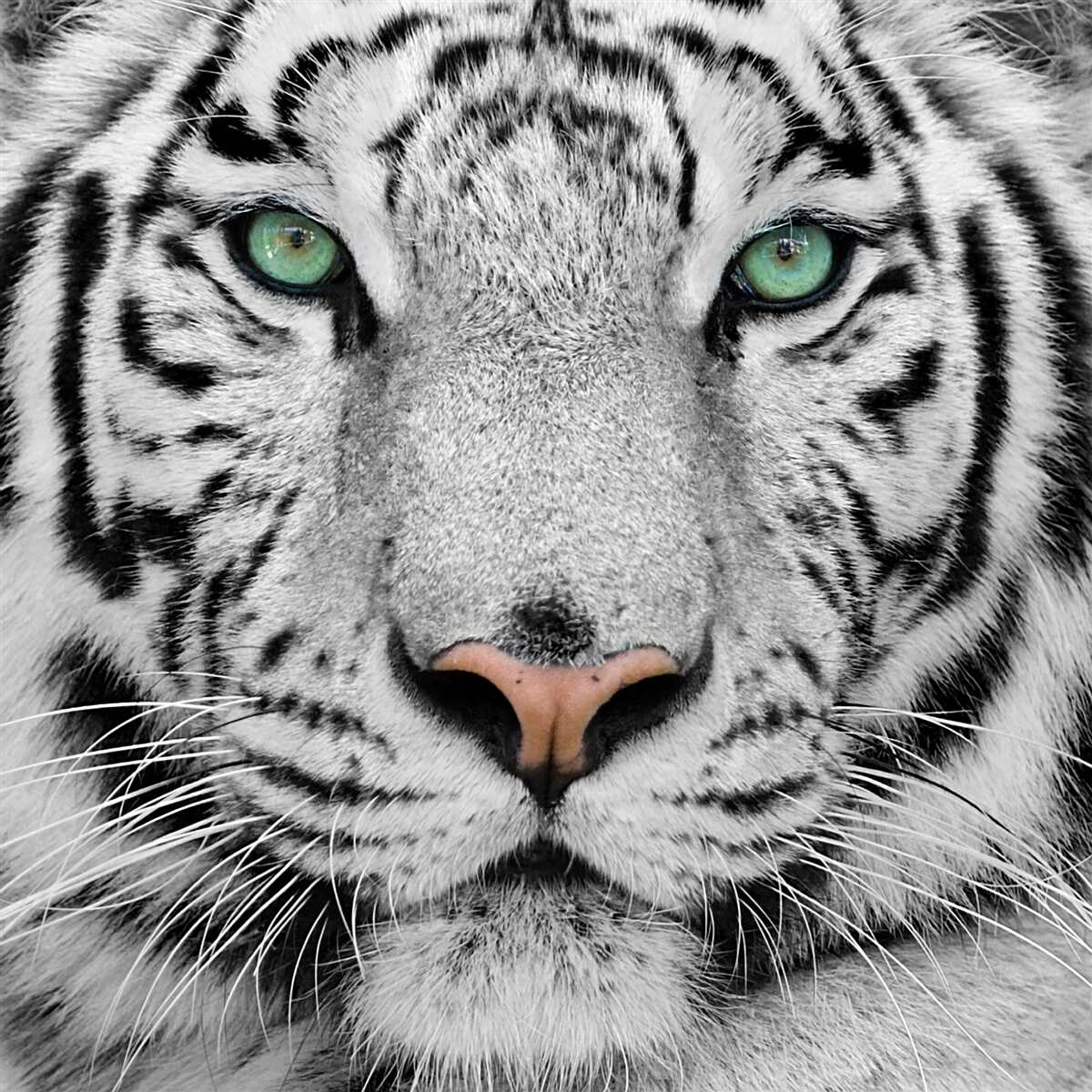 Papier peint le magnifique tigre blanc