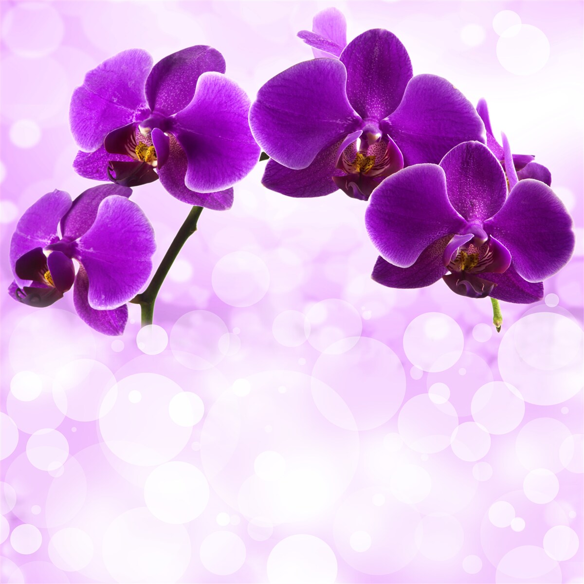 Papier peint orchidées à fleurs violet foncé