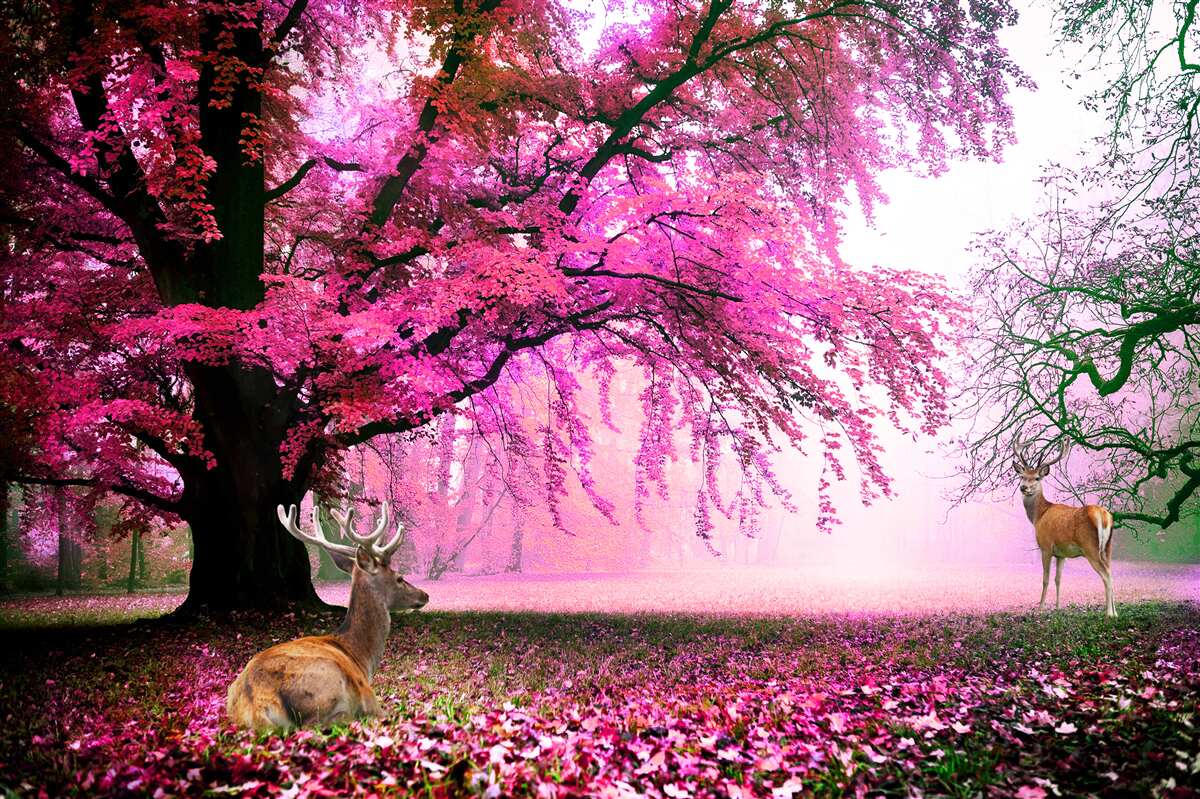 Papier peint sakura en rose vole autour