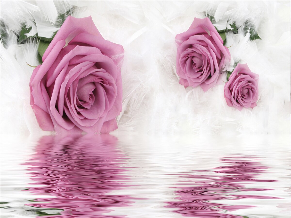 Papier peint roses lilas dans l'élément liquide