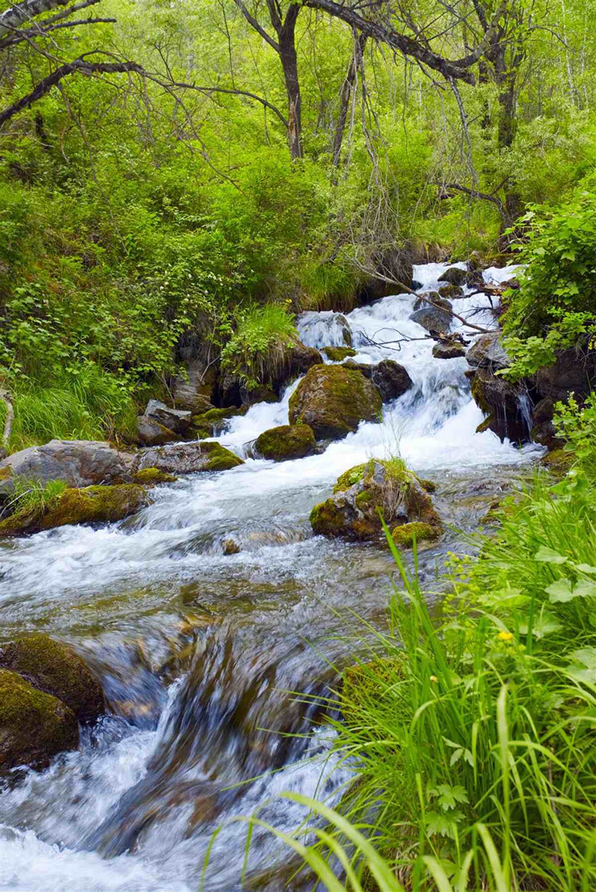 Papier peint chute d'eau coulant furieusement au milieu de la forêt