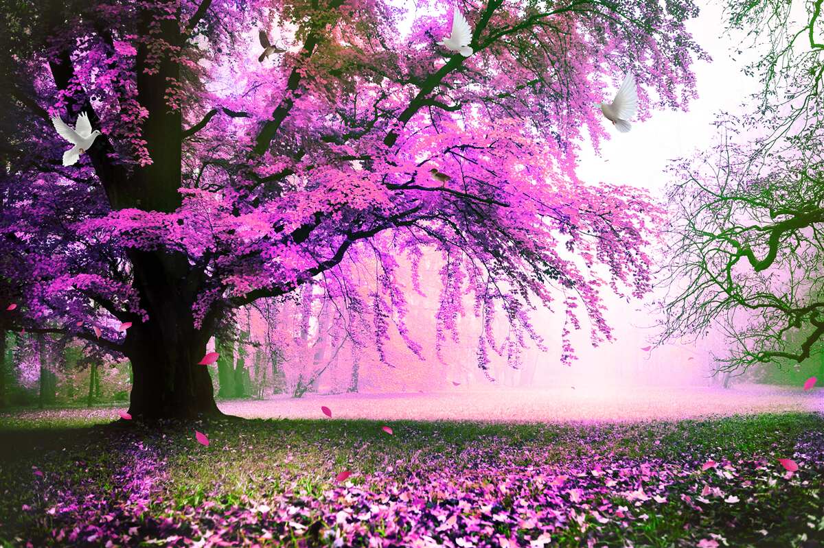 Papier peint Les nuances envoûtantes des cerisiers en fleurs