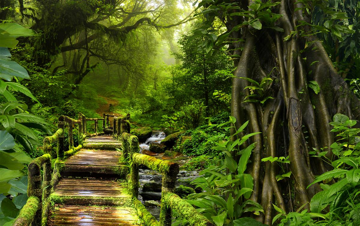 Papier peint dans la jungle asiatique, il y a une chute d'eau