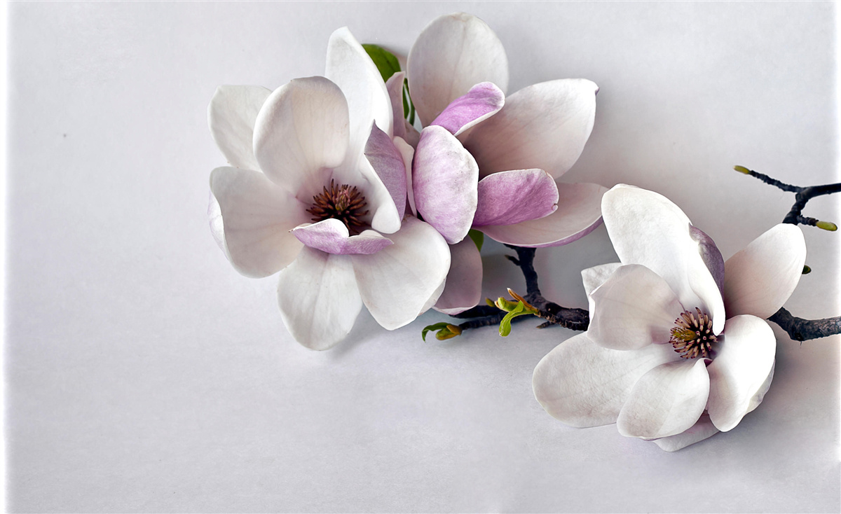 Papier peint des fleurs d'une incroyable beauté et de grande taille
