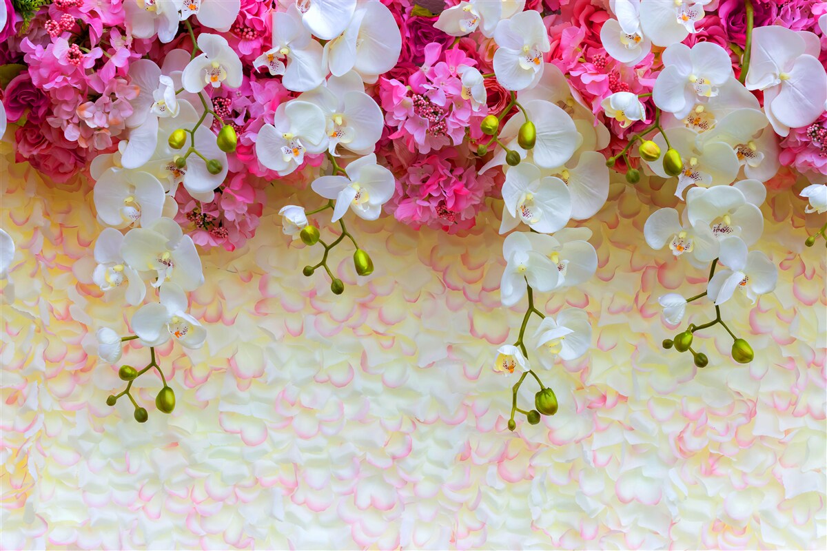 Papier peint Les orchidées sont blanches avec des reflets roses.