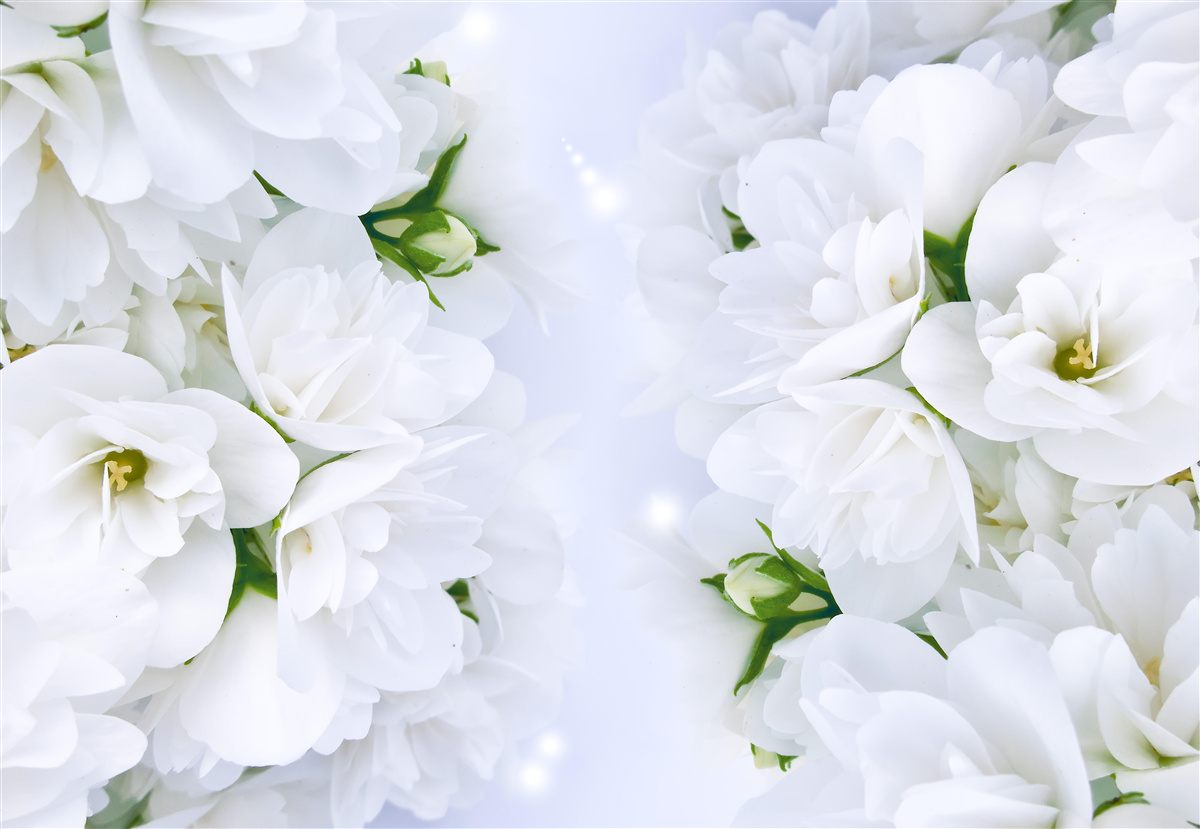 Papier peint les fleurs sont grandes et blanches