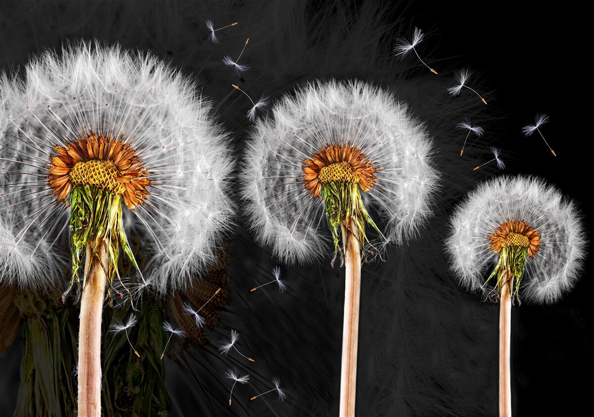 Papier peint gros œufs flétris