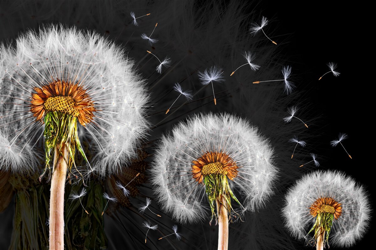 Papier peint en croissance, pétales de pissenlit éparpillés