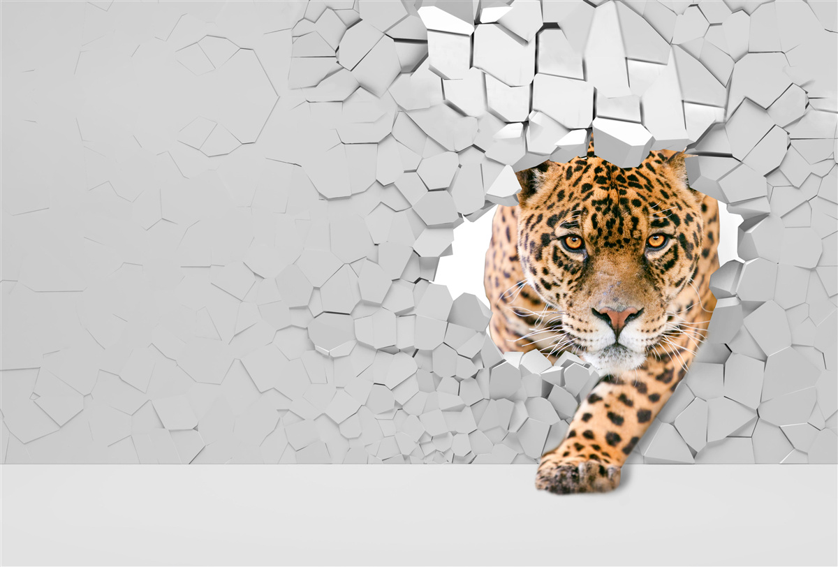 Papier peint un léopard franchit une barrière de pierre