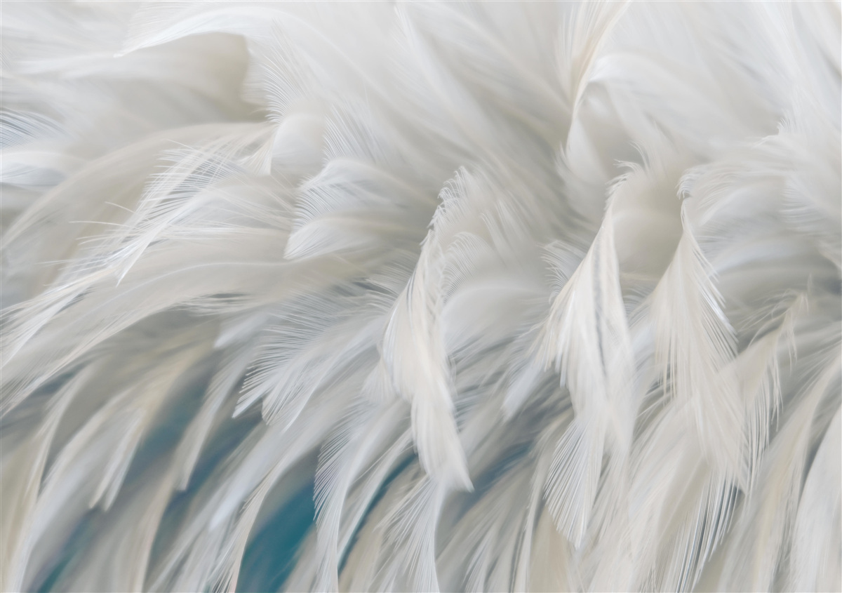 Papier peint doux bouquet de plumes blanches comme neige