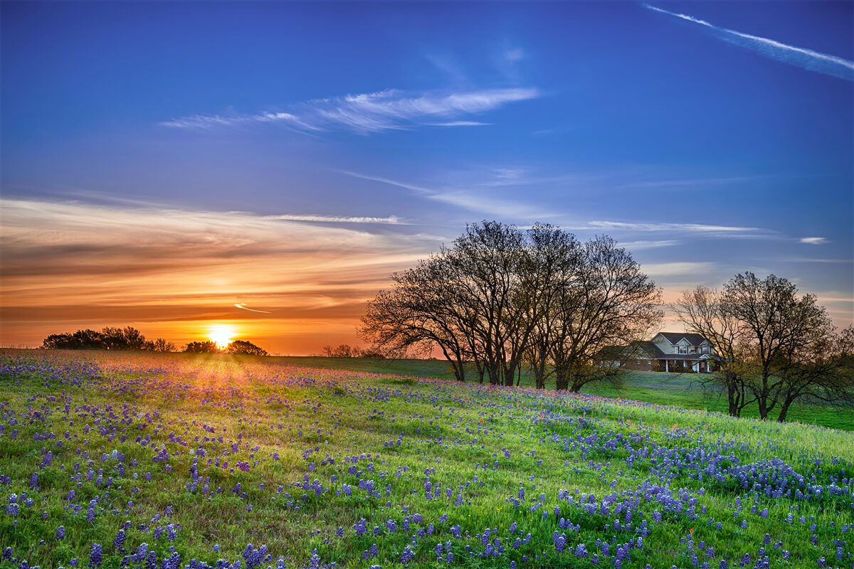 Papier peint le soleil se couche sur un champ de fleurs