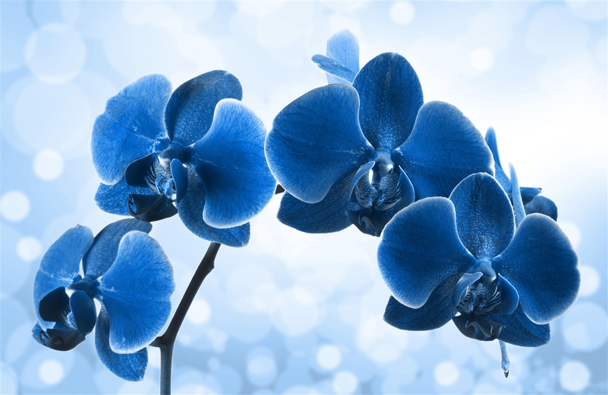 Papier peint les orchidées sont bleu foncé
