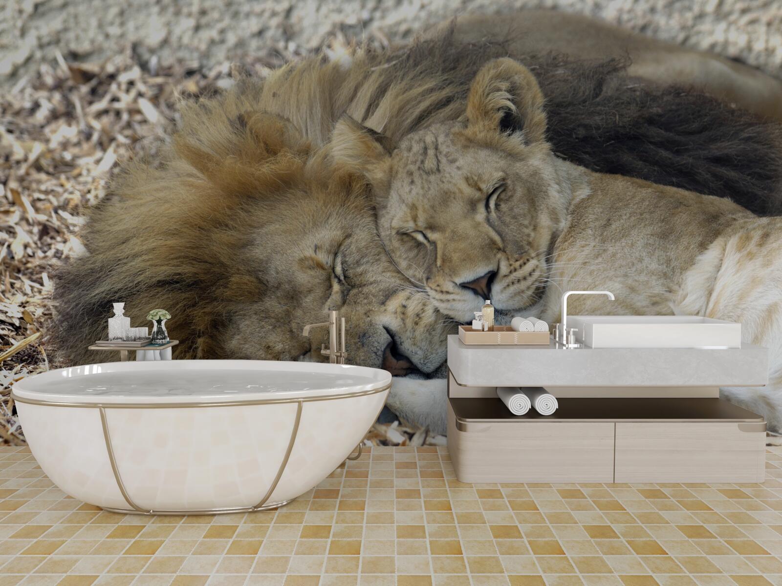 Papier peint lion et lionne formant un mariage, sayat