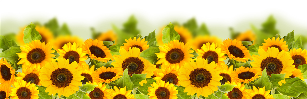 Papier peint un grand nombre de tournesols dorés