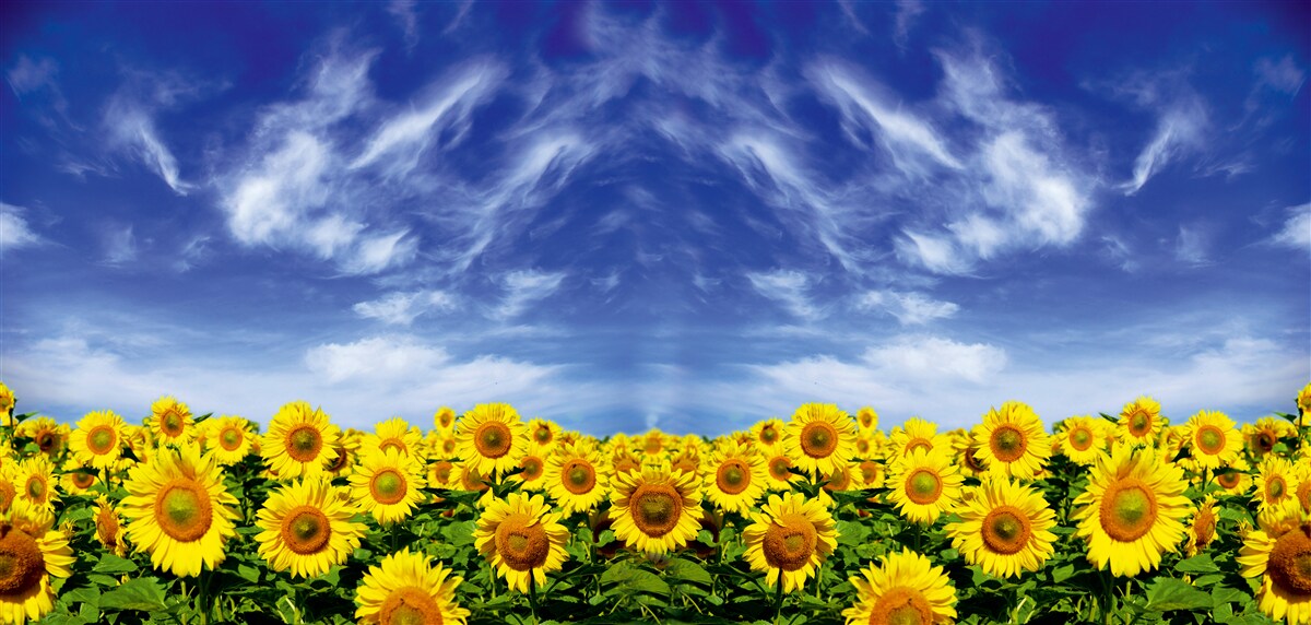 Papier peint ciel bleu sur un champ de tournesols