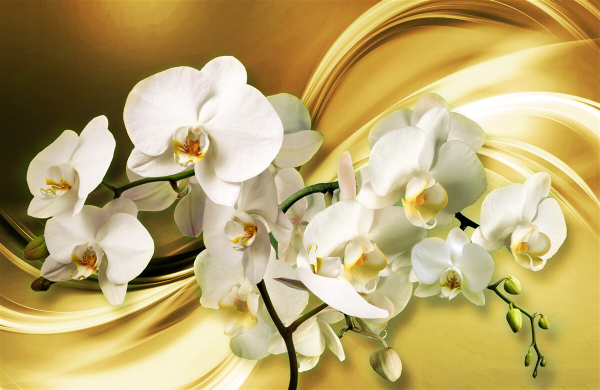 Papier peint Orchidées blanches comme neige, luxueusement ouvertes sur un tissu de soie marron