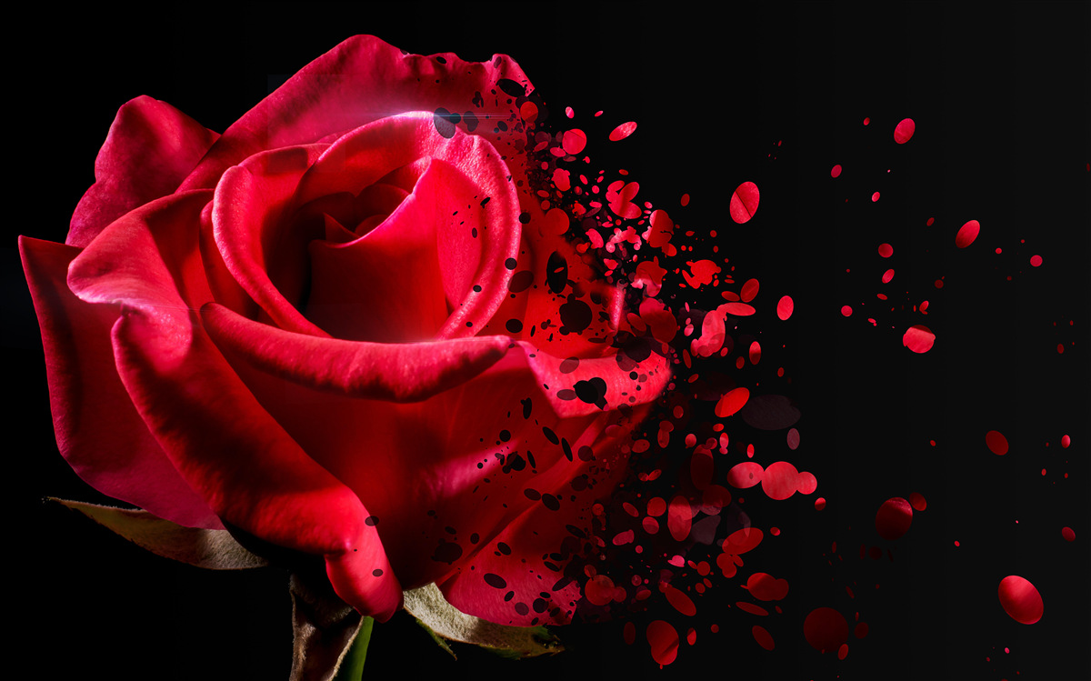 Papier peint fleurs de roses rouges sur fond noir