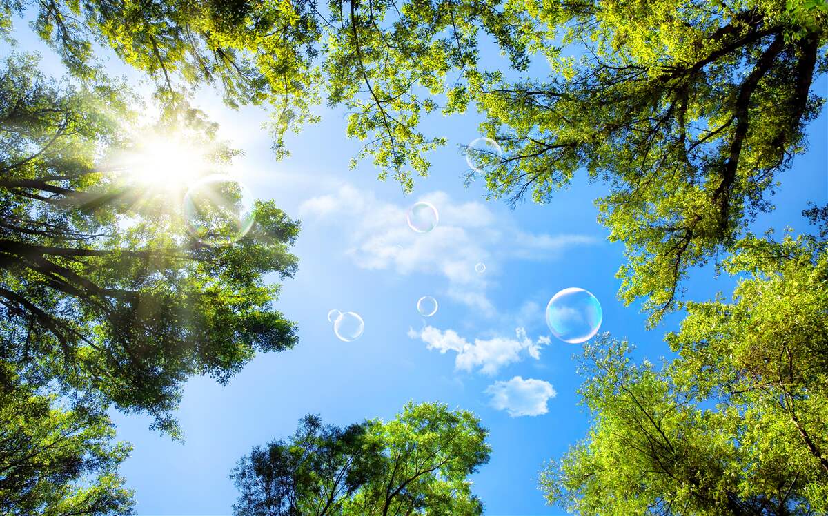 Papier peint la forêt verte est illuminée par les rayons du soleil