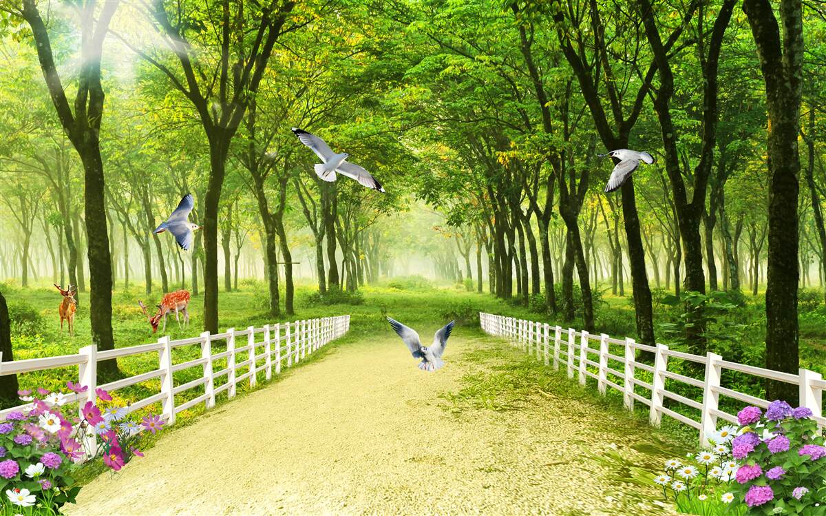 Papier peint dans la forêt, les pigeons accueillent les chauds rayons du soleil