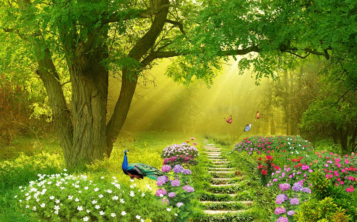 Papier peint les rayons du soleil réchauffent une forêt enveloppée de brume nocturne