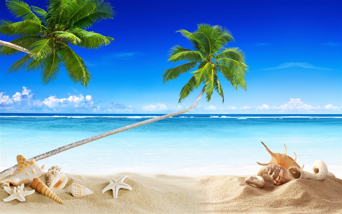 Papier peint plage tropicale et palmiers où règne le silence