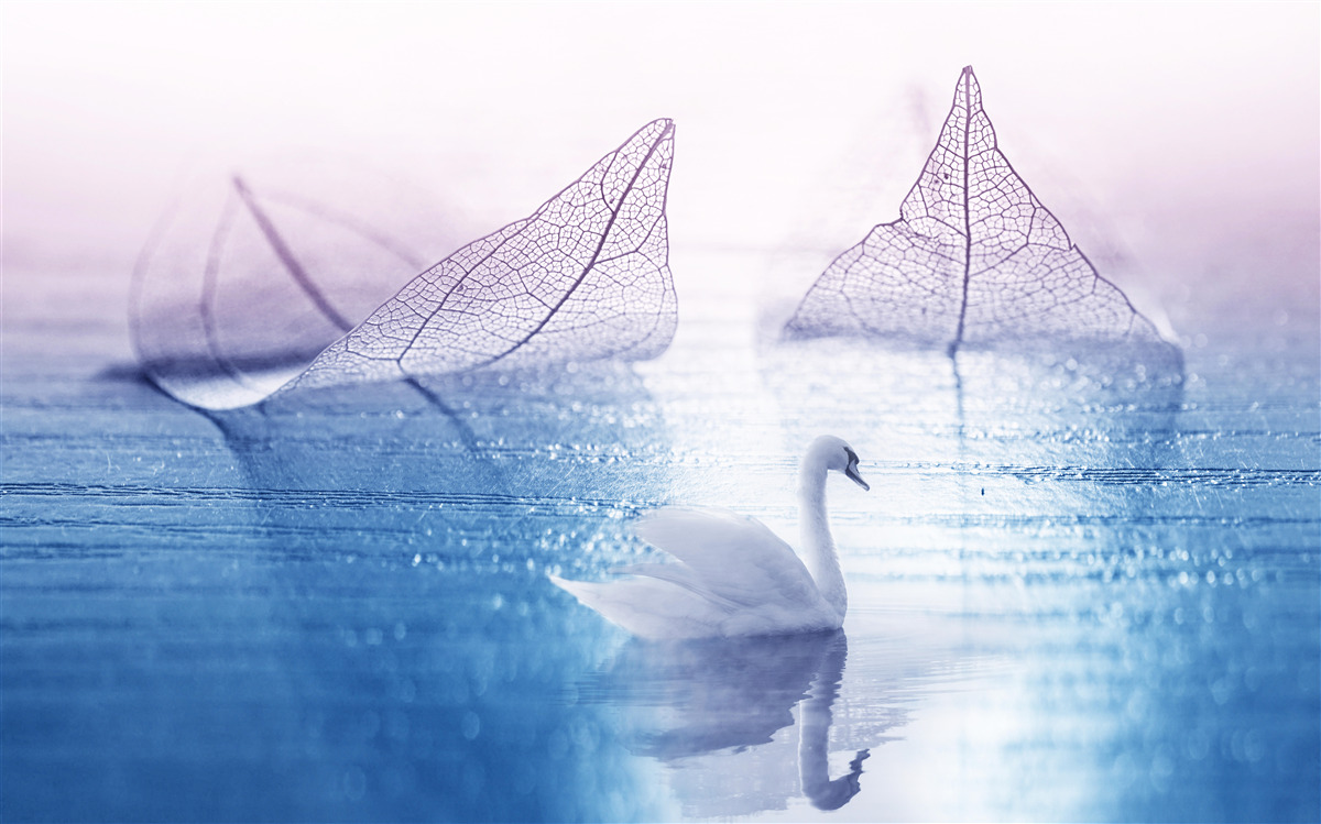 Papier peint Un cygne blanc comme neige orne les eaux calmes