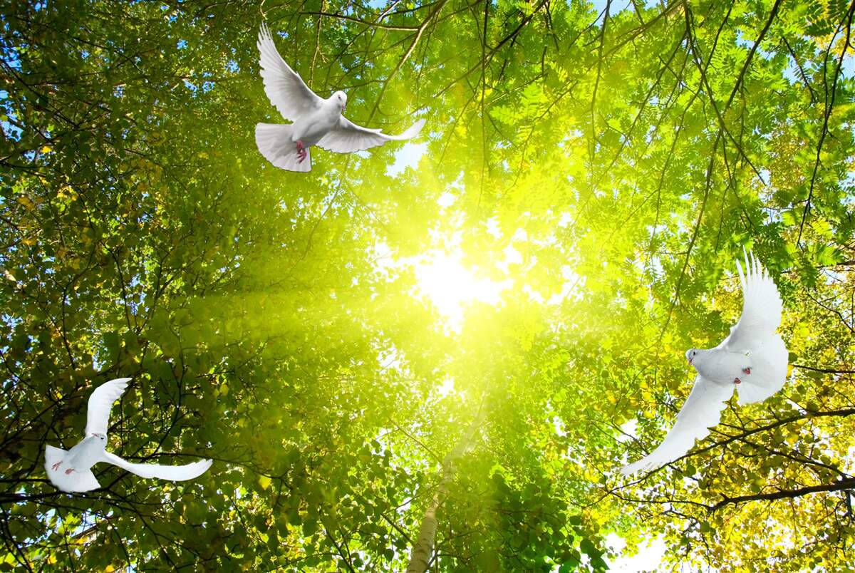 Papier peint les oiseaux volent dans les profondeurs de la forêt