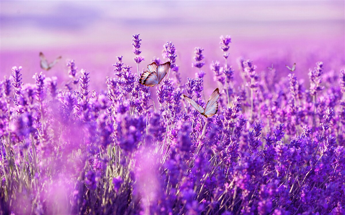 Papier peint couleur lavande du lilas et du papillon