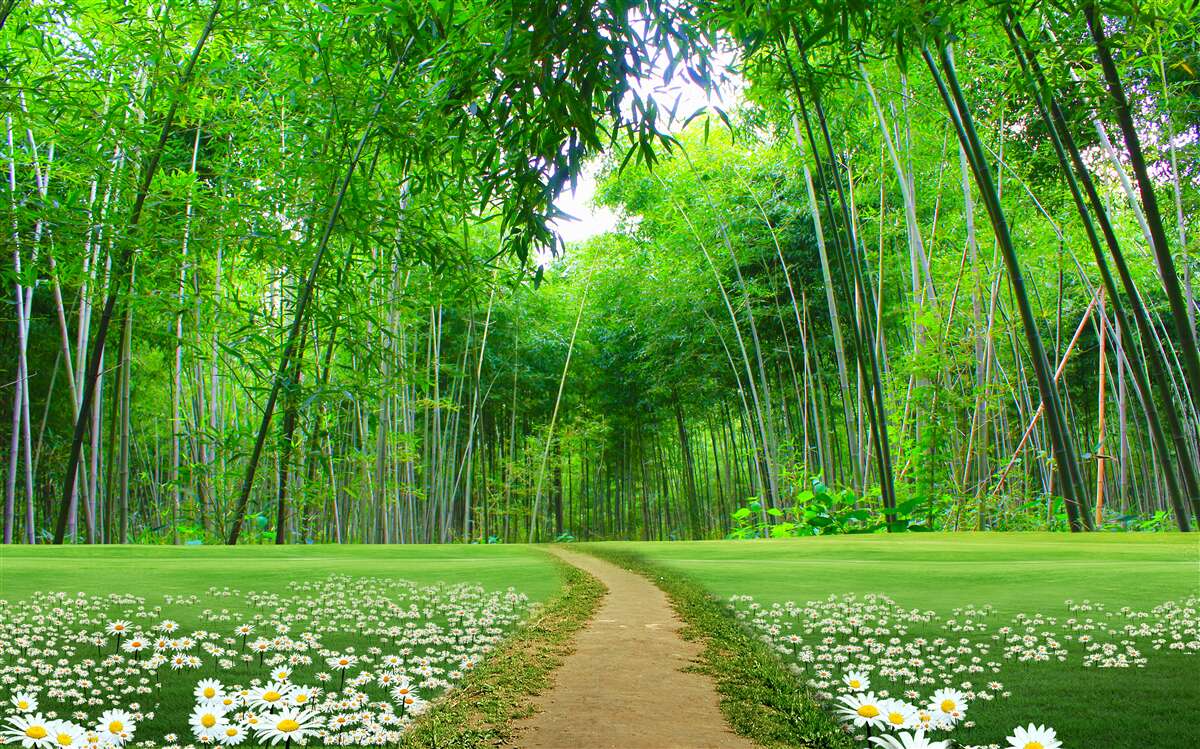 Papier peint un champ qui devient une bambouseraie