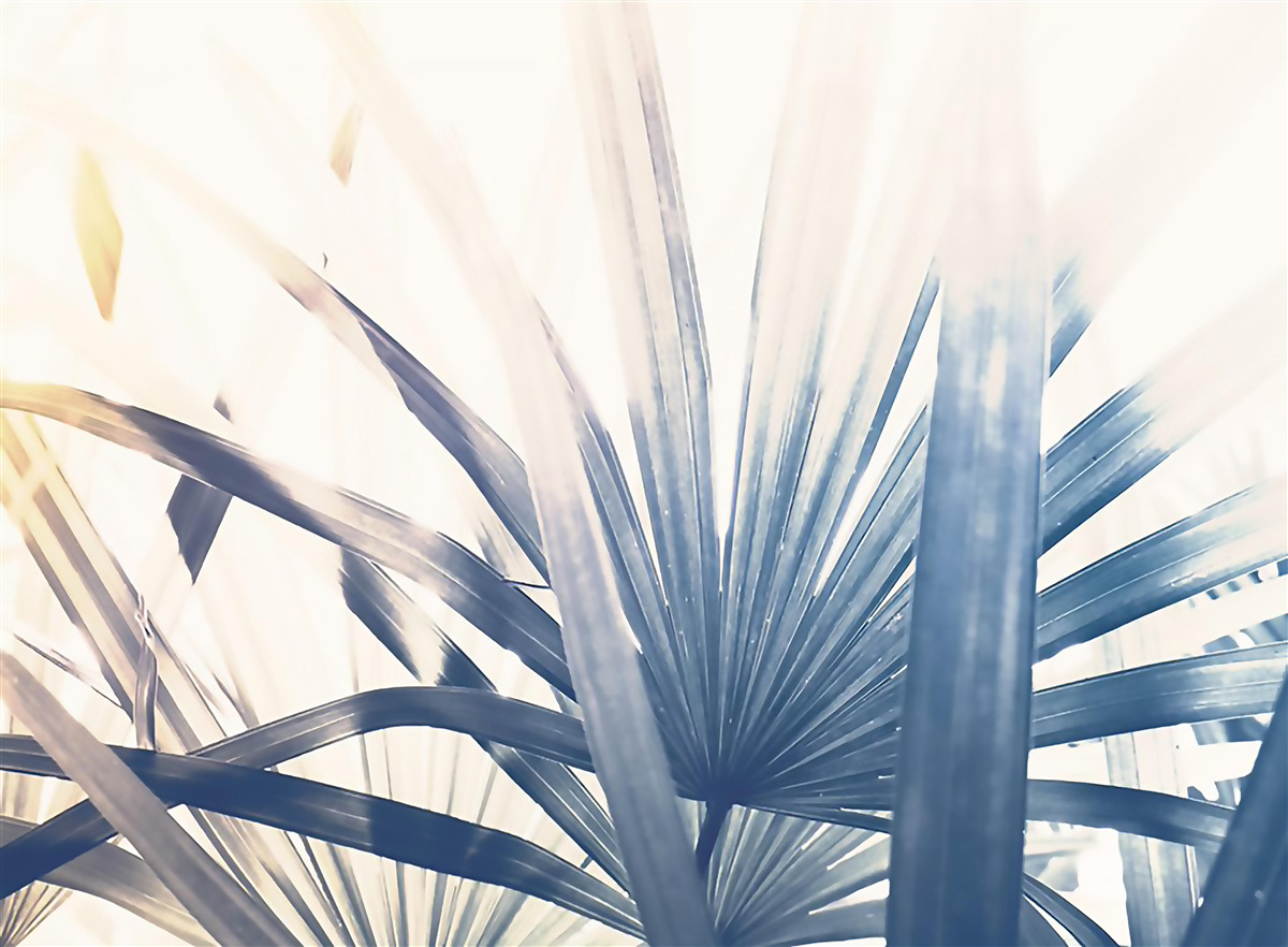 Papier peint gros plans de feuilles de palmier