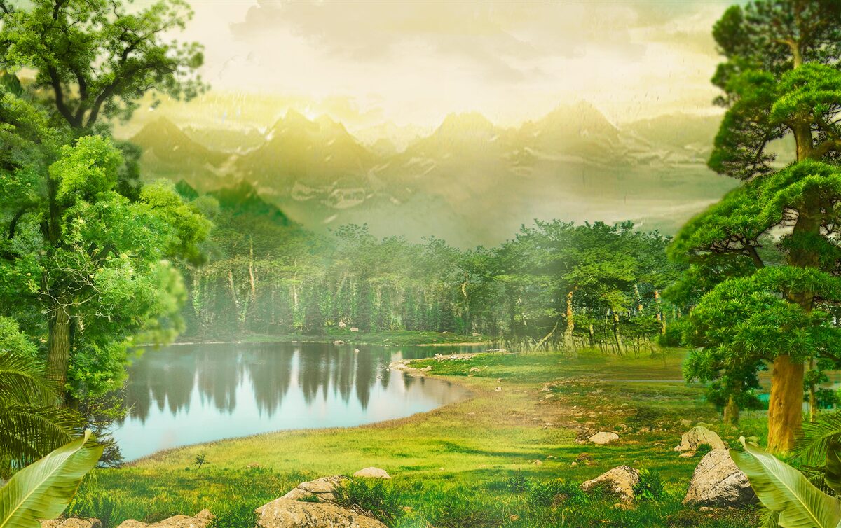 Papier peint la forêt verte la nuit sent la chaleur du soleil