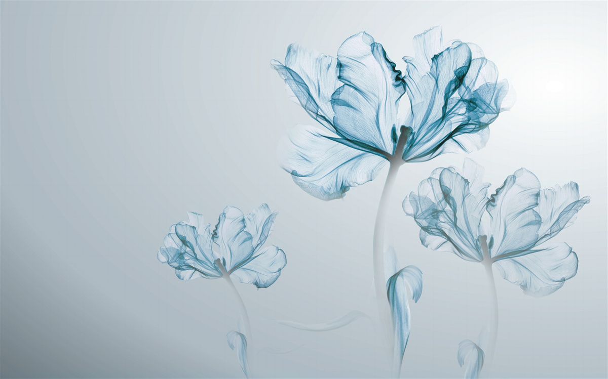 Papier peint fleurs bleues avec transparence