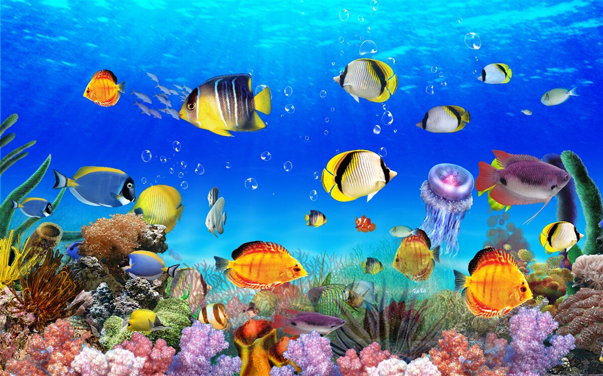 Papier peint poisson coloré dans l'eau bleue