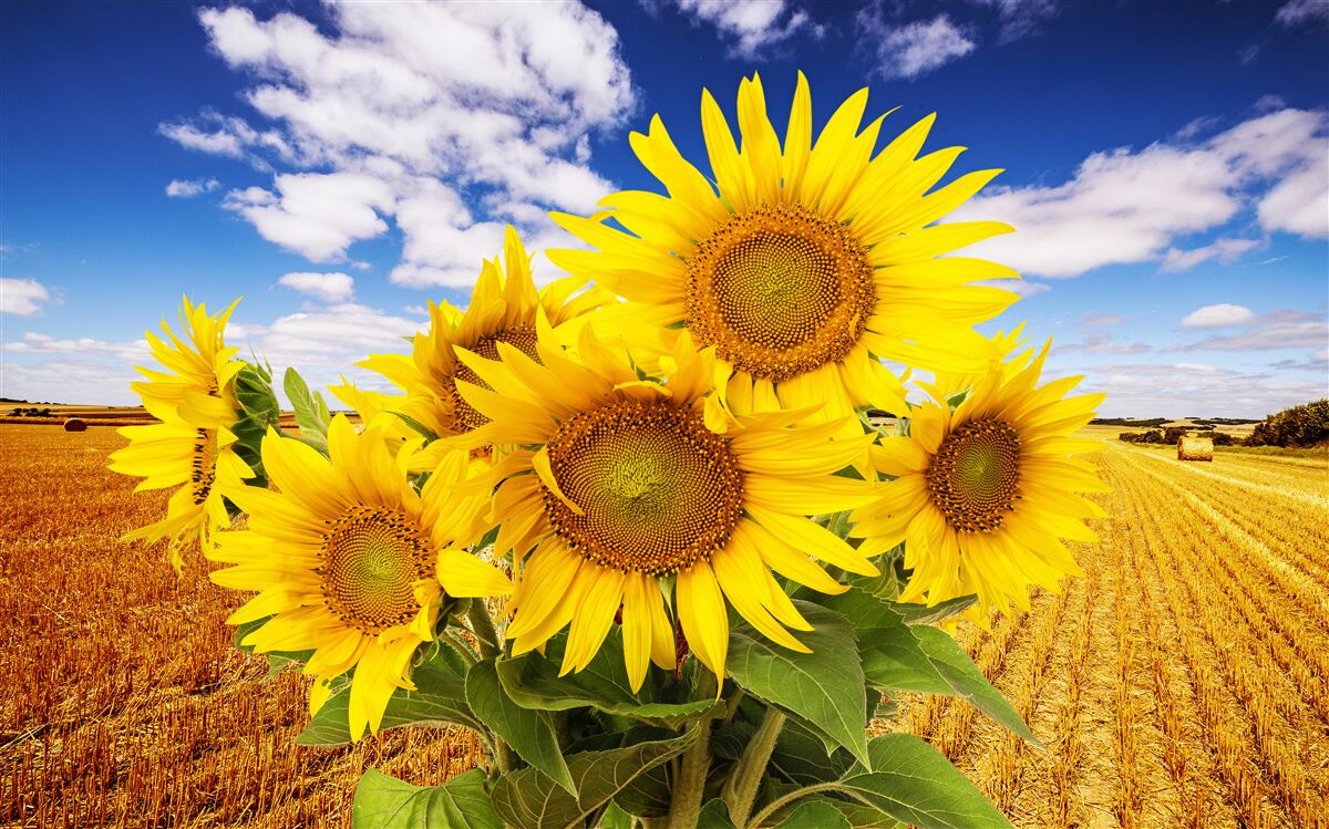 Papier peint un bouquet de tournesols se détache sur le ciel et un champ de blé