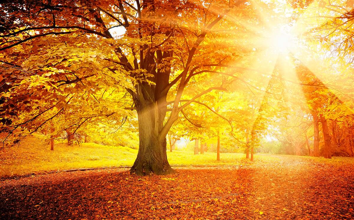 Papier peint la lumière vive du soleil pénètre la brume automnale de la forêt