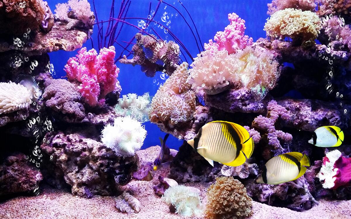 Papier peint légende de la mer