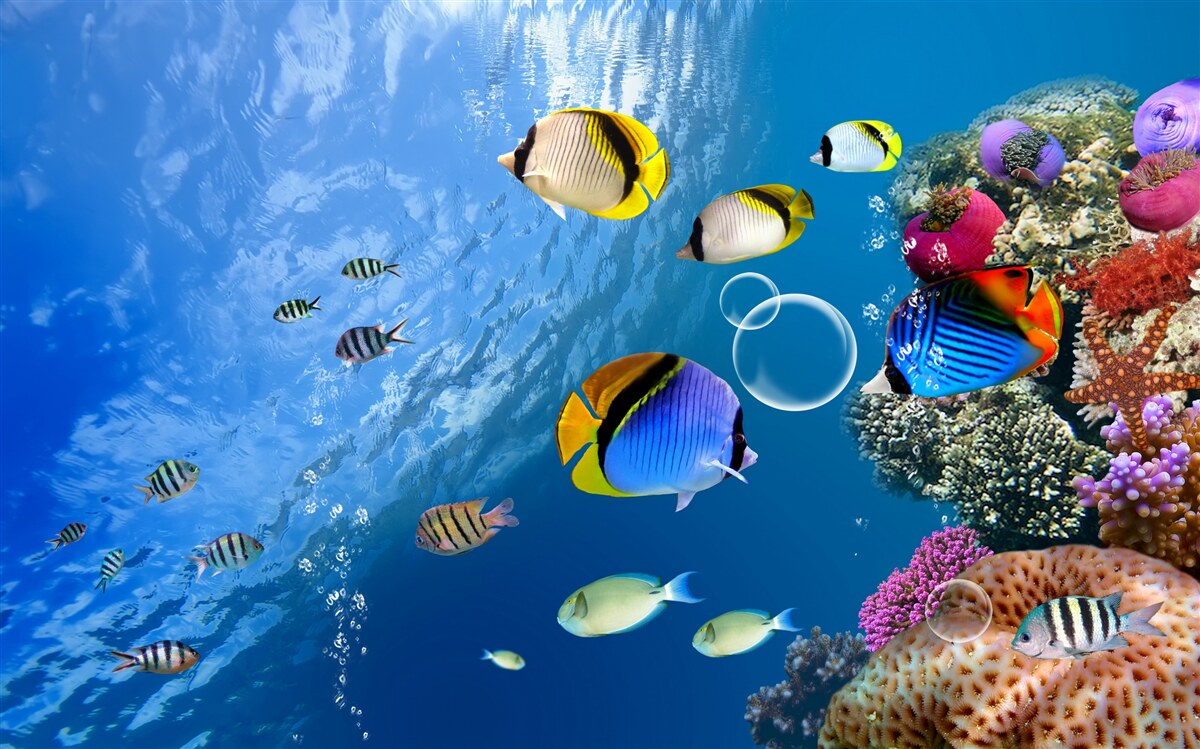 Papier peint poisson brillant en eau calme