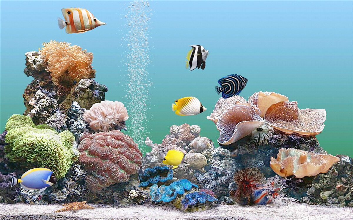 Papier peint la beauté des barrières de corail