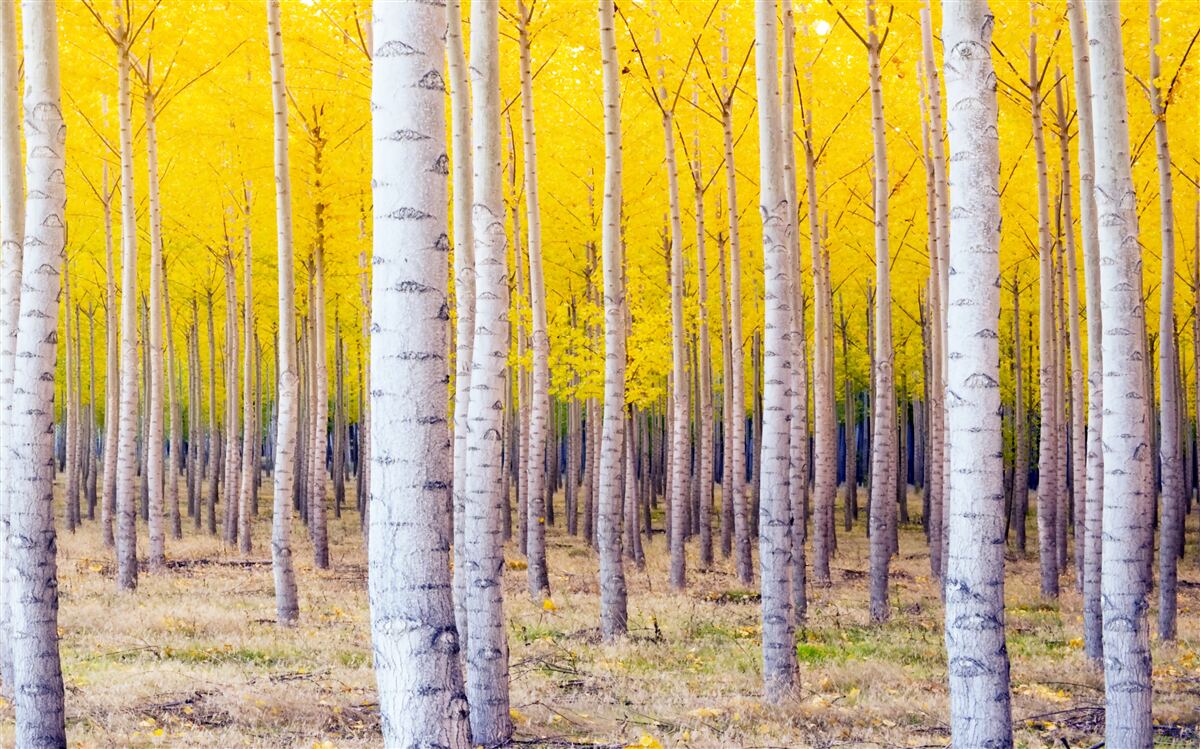 Papier peint les couleurs jaune vif s'illuminent dans la forêt de bouleaux