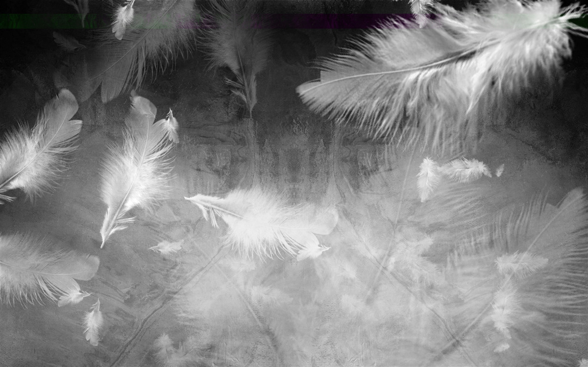Papier peint le fond gris est décoré de plumes blanches