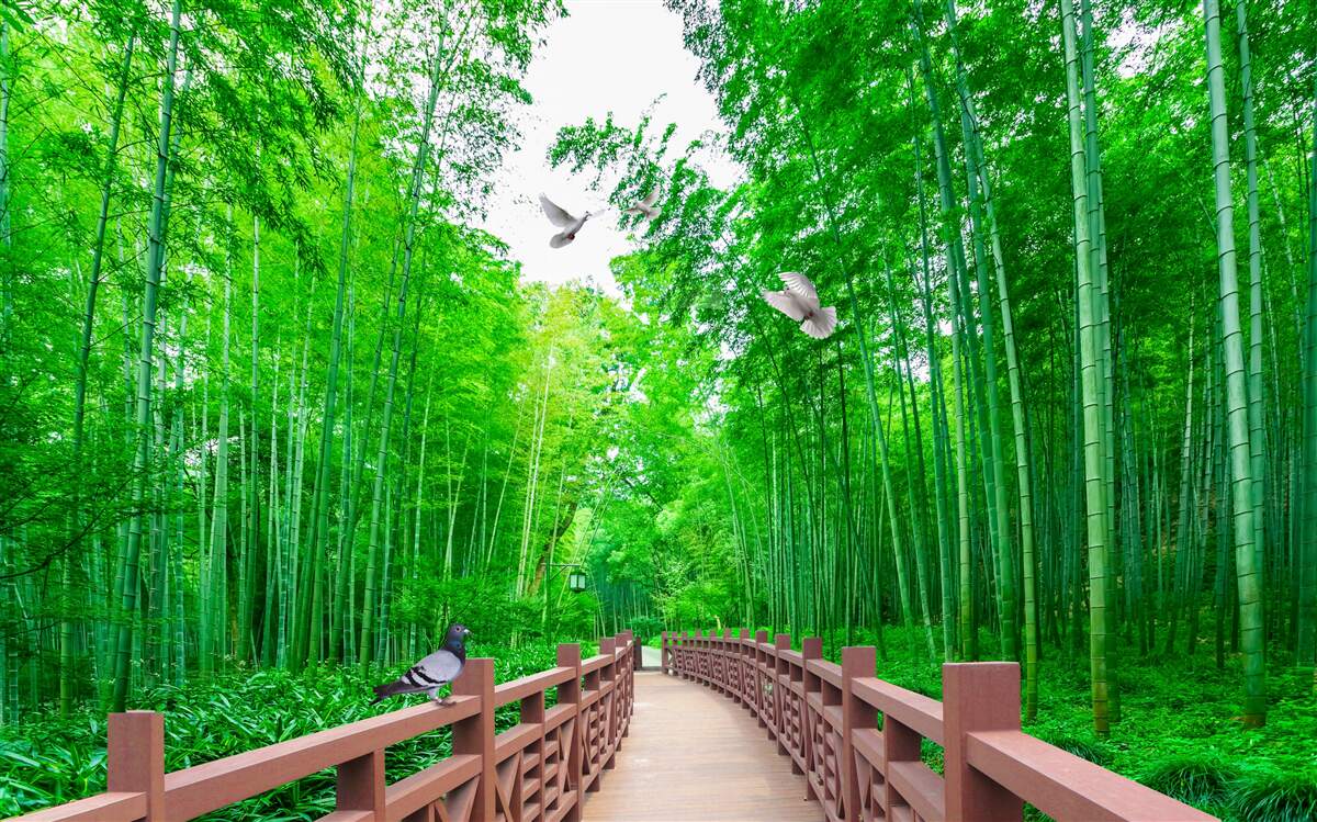 Papier peint Chemin à travers une forêt de bambous