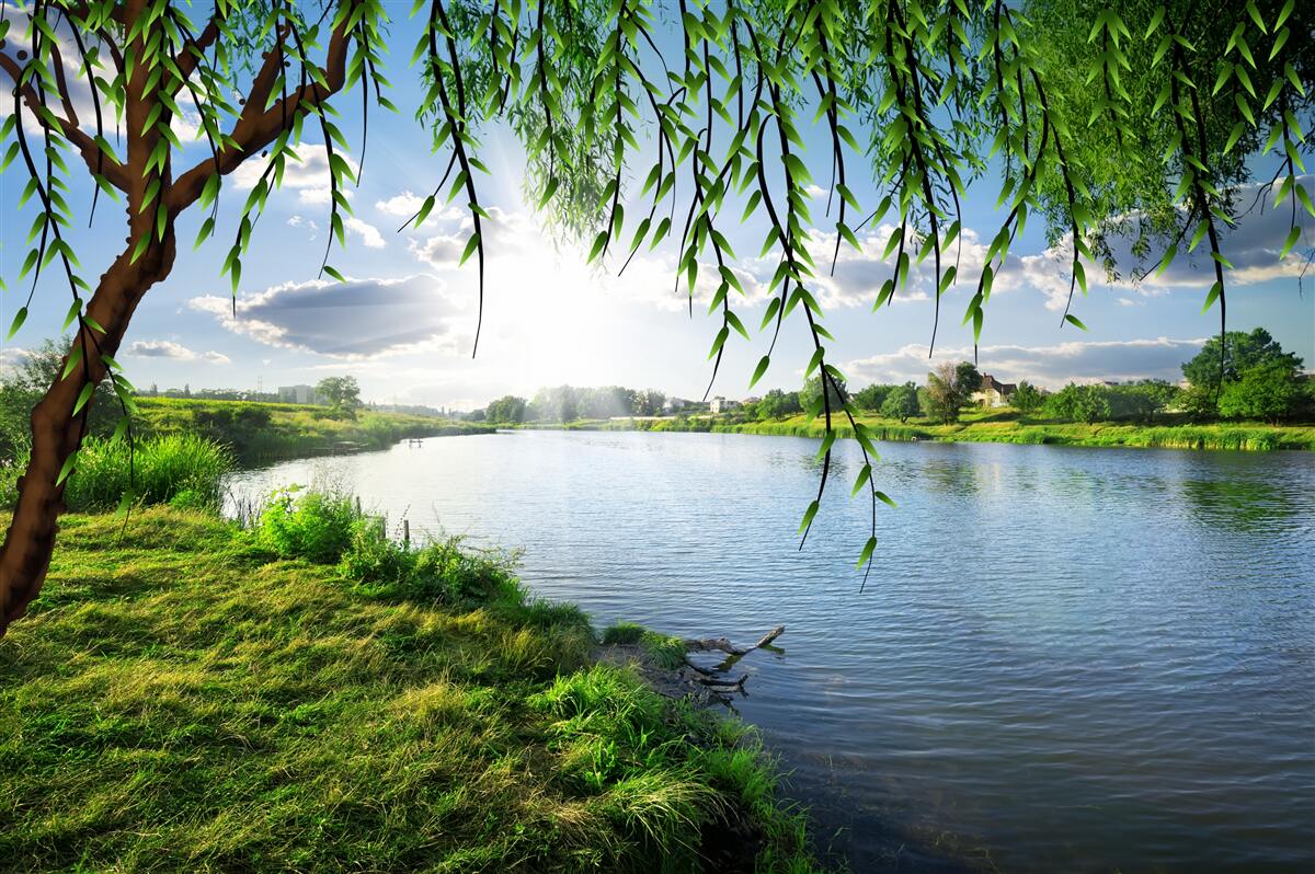 Papier peint la beauté du saule près de la rive de l'eau calme