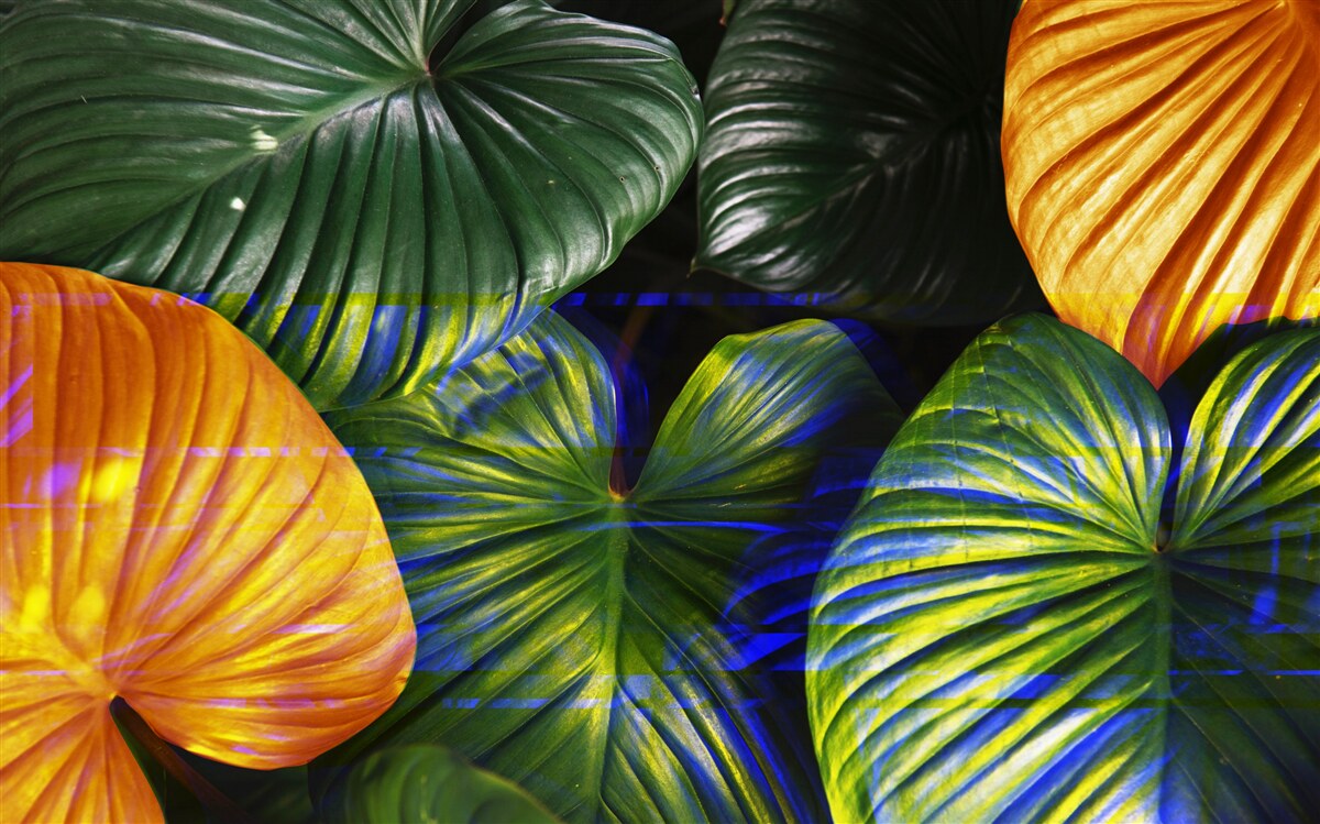 Papier peint grandes feuilles vertes et brunes