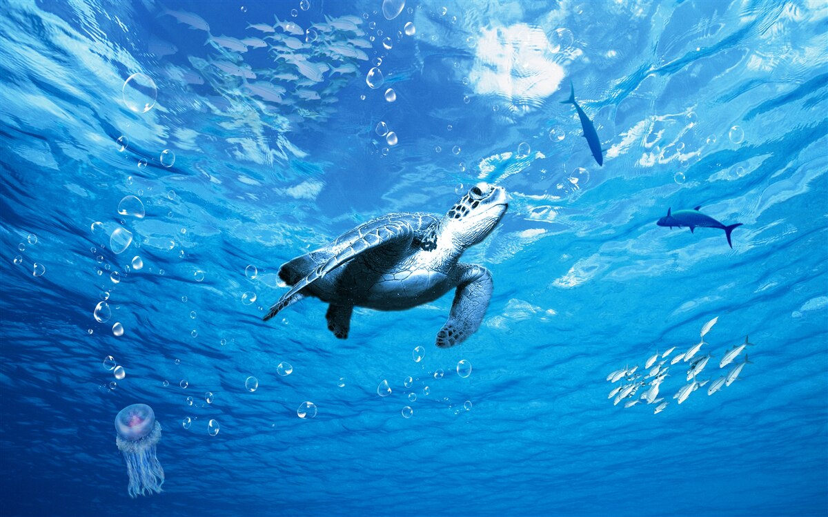Papier peint la mer bleue est décorée d'une tortue de mer
