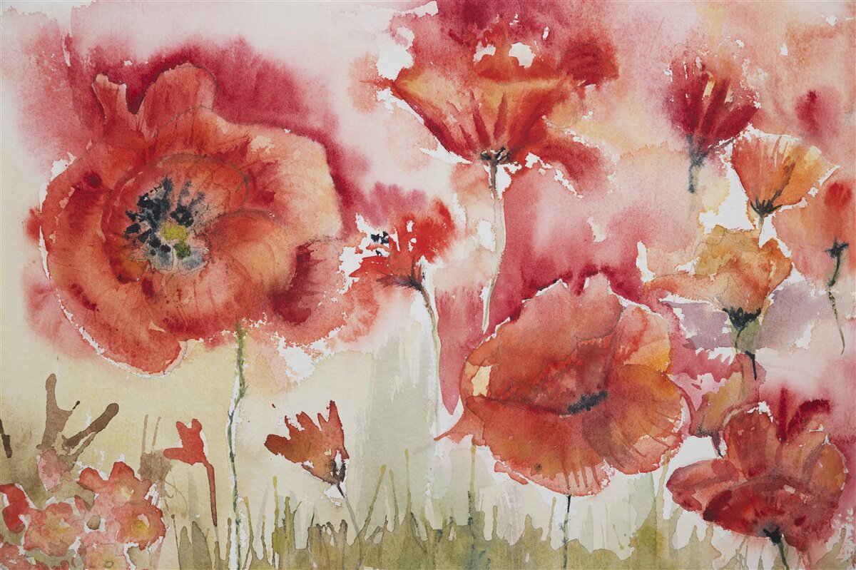 Papier peint Superbes coquelicots rouges