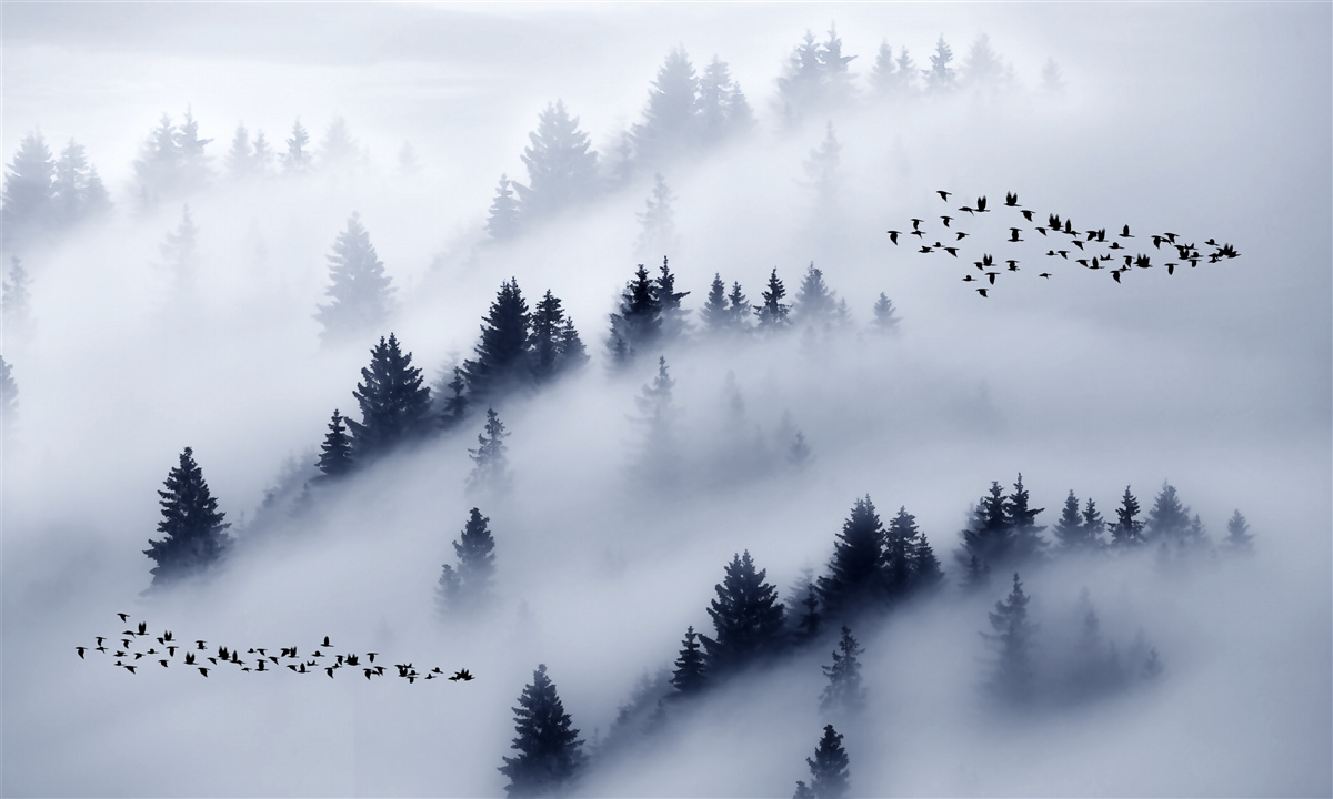 Papier peint la forêt de conifères est enveloppée d'un épais brouillard