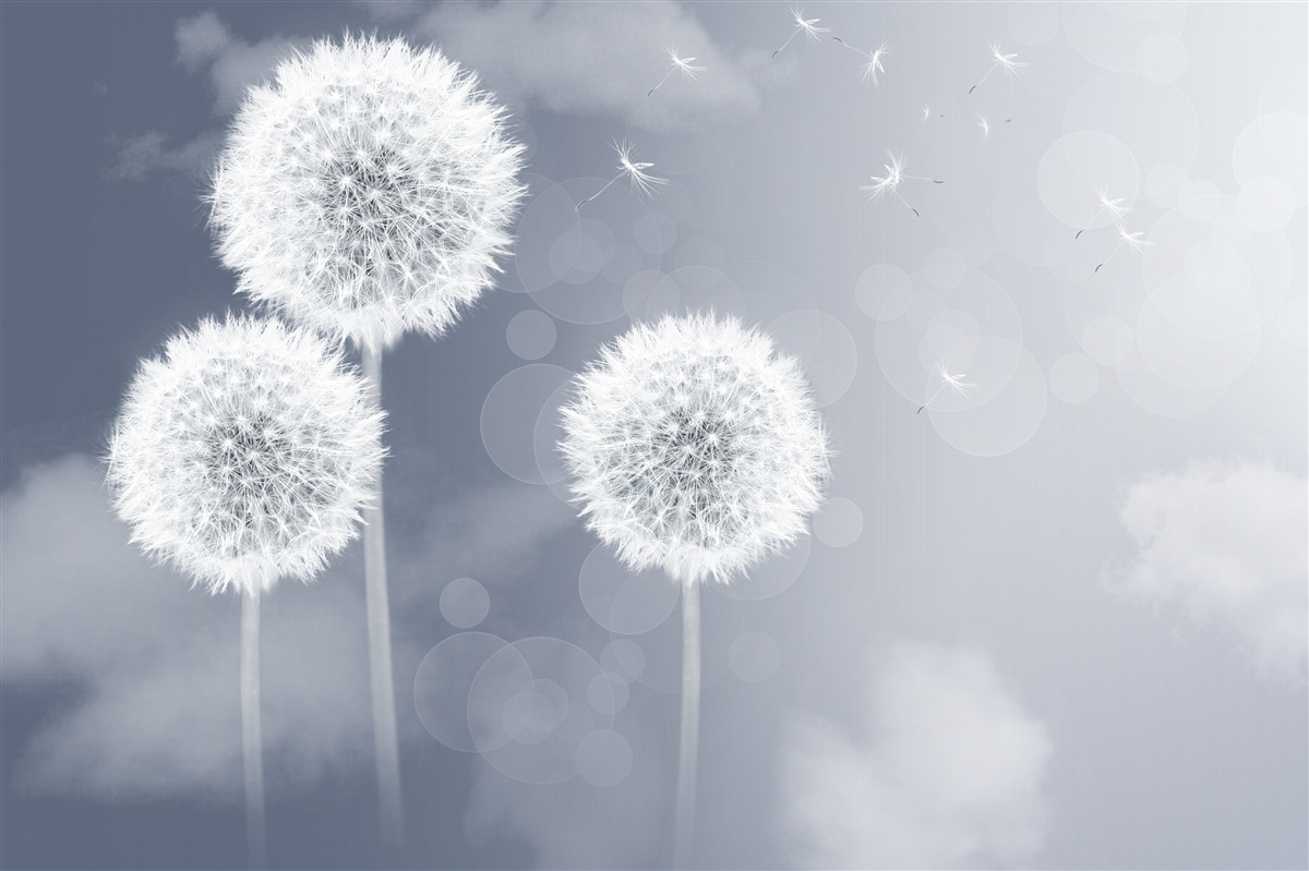 Papier peint pissenlit flottant dans l'air